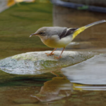 Bergeronnette des ruisseaux