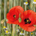 Coquelicot