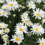 Grande marguerite