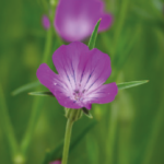 Lychnis nielle